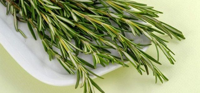 Medicinal rosemary: useful properties and contraindications