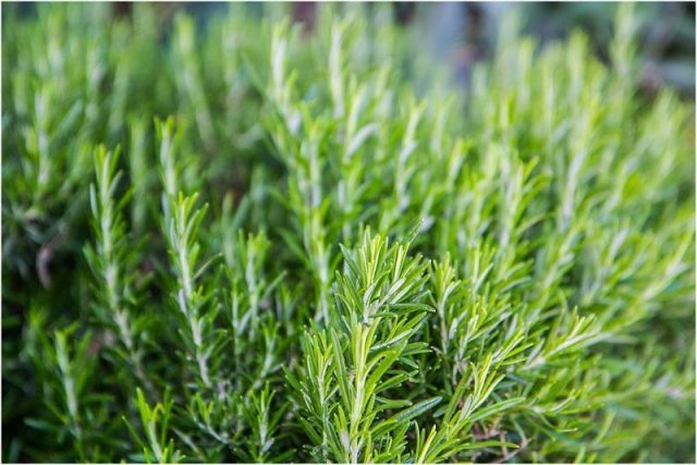 Medicinal rosemary: useful properties and contraindications