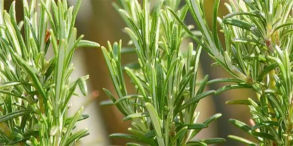 Medicinal rosemary: useful properties and contraindications