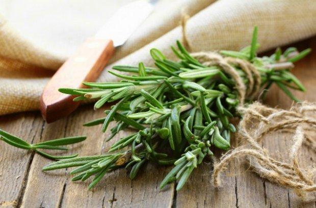 Medicinal rosemary: useful properties and contraindications