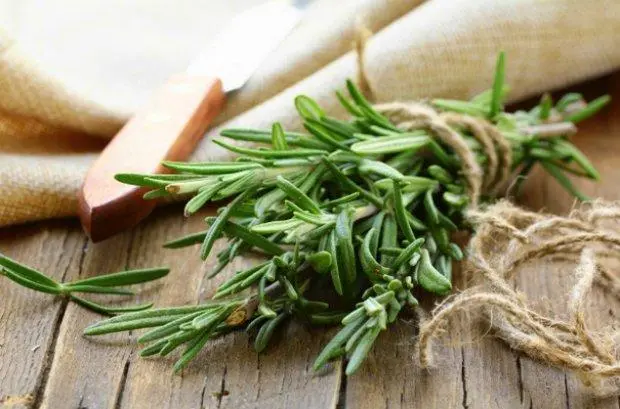 Medicinal rosemary: useful properties and contraindications