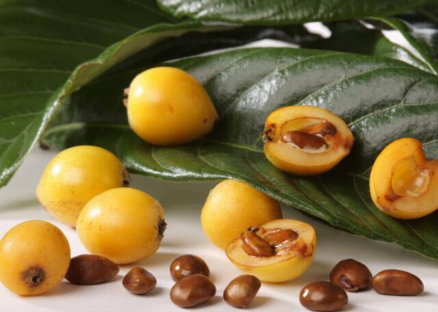 Medlar at home in a pot: growing from a bone, how to care