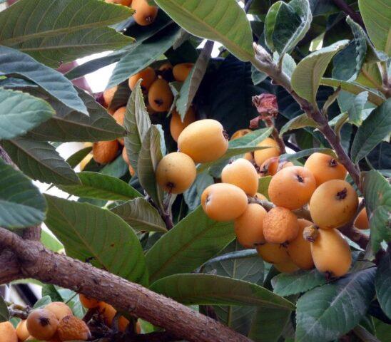 Medlar at home in a pot: growing from a bone, how to care