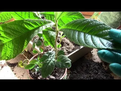 Medlar at home in a pot: growing from a bone, how to care