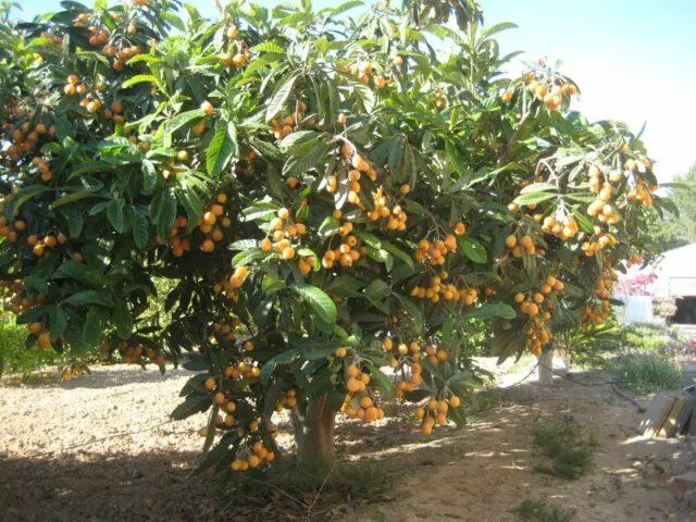 Medlar: description, varieties, varieties, when and how it blooms, photo