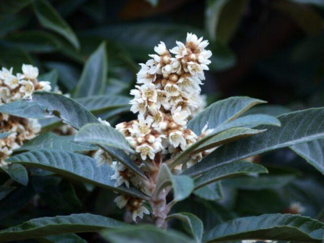 Medlar: description, varieties, varieties, when and how it blooms, photo