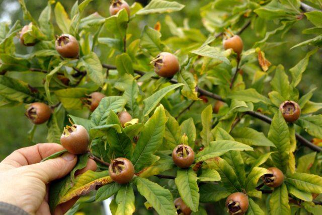 Medlar: description, varieties, varieties, when and how it blooms, photo