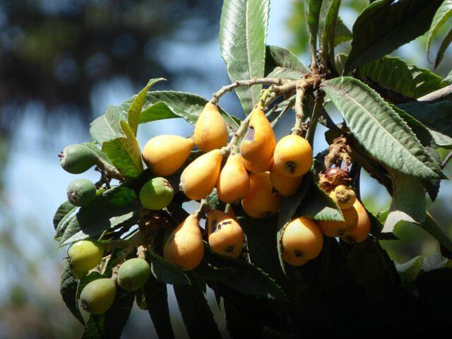 Medlar: description, varieties, varieties, when and how it blooms, photo