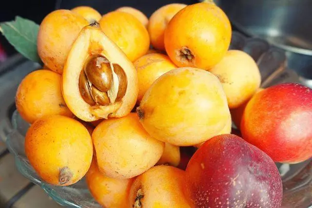 Medlar: description, varieties, varieties, when and how it blooms, photo