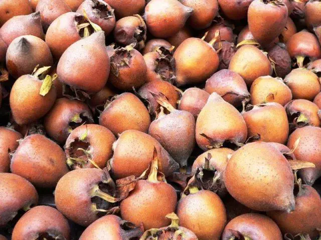 Medlar: description, varieties, varieties, when and how it blooms, photo