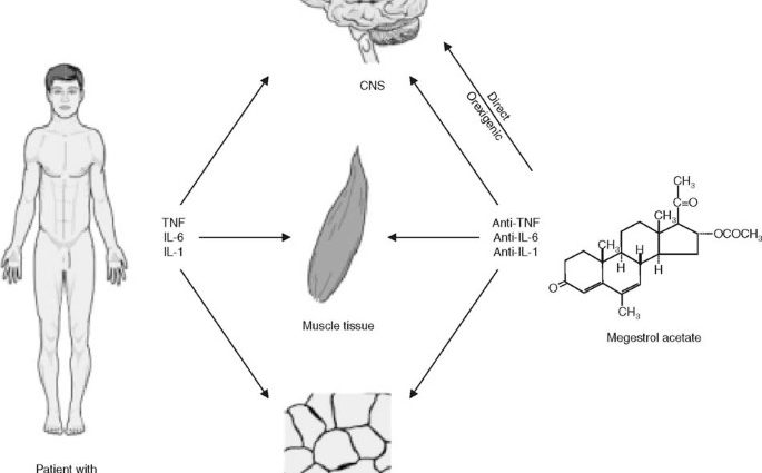 Megace &#8211; a drug used in malnutrition. How does it work on the body?