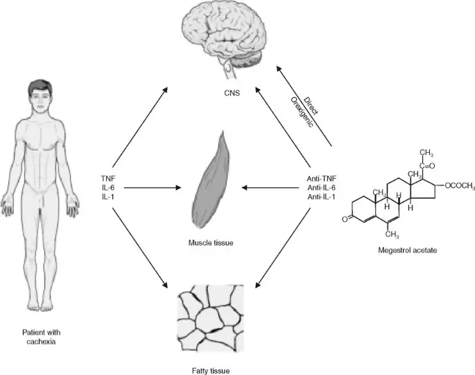 Megace &#8211; a drug used in malnutrition. How does it work on the body?