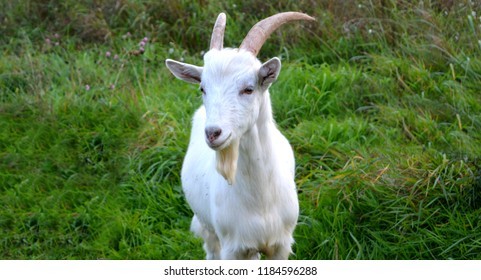 megrelian goat 