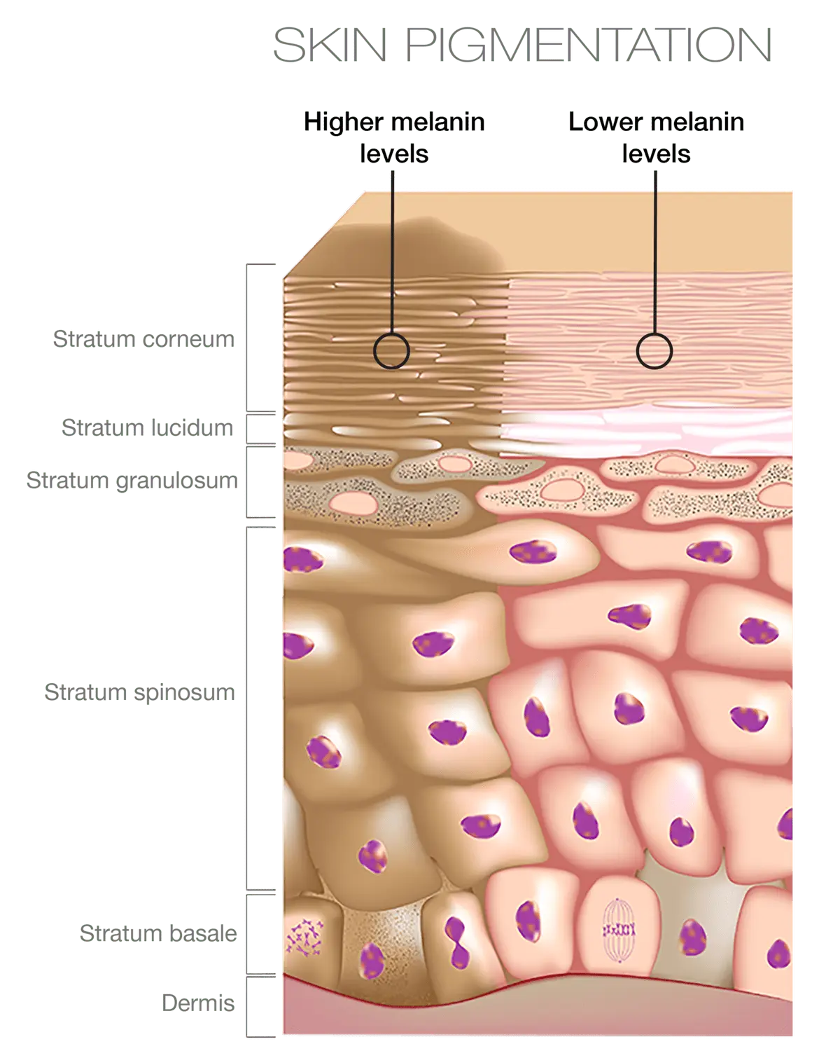 Melanin &#8211; what is it? What is its role in the body?