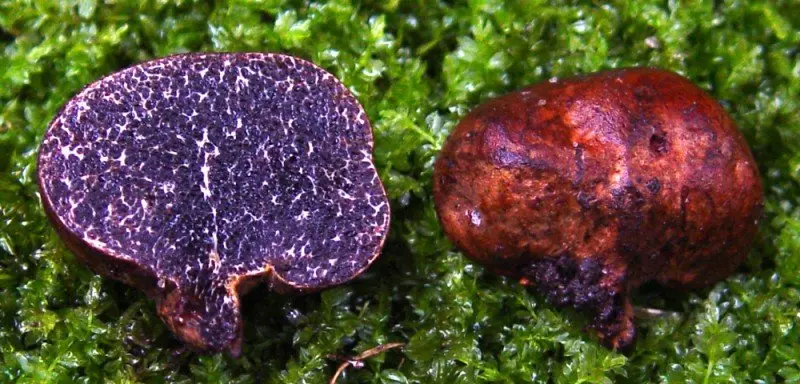 Melanogaster Bruma (Melanogaster broomeanus) photo and description