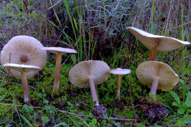 Melanoleuc streak-legged: where it grows, what it looks like, photo