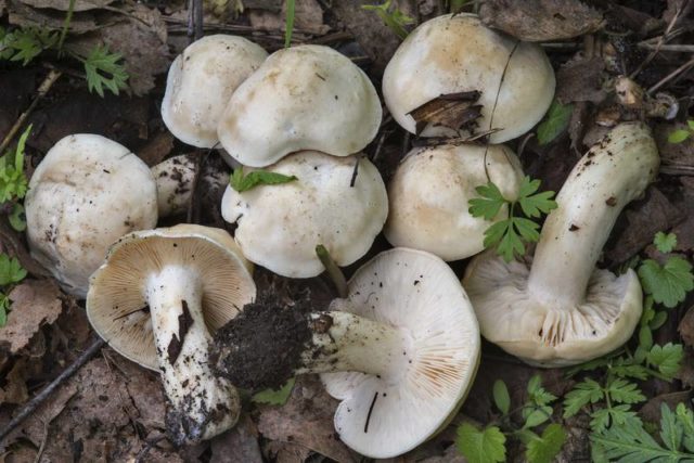 Melanoleuc streak-legged: where it grows, what it looks like, photo