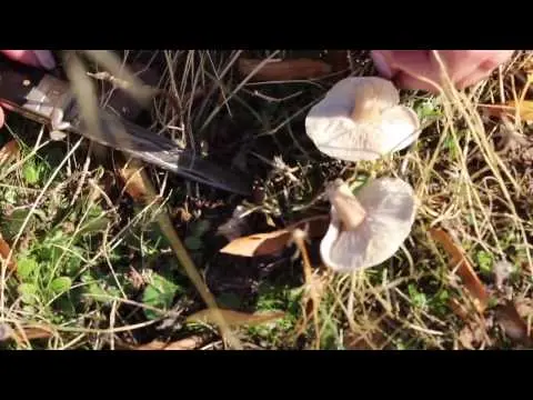 Melanoleuc streak-legged: where it grows, what it looks like, photo