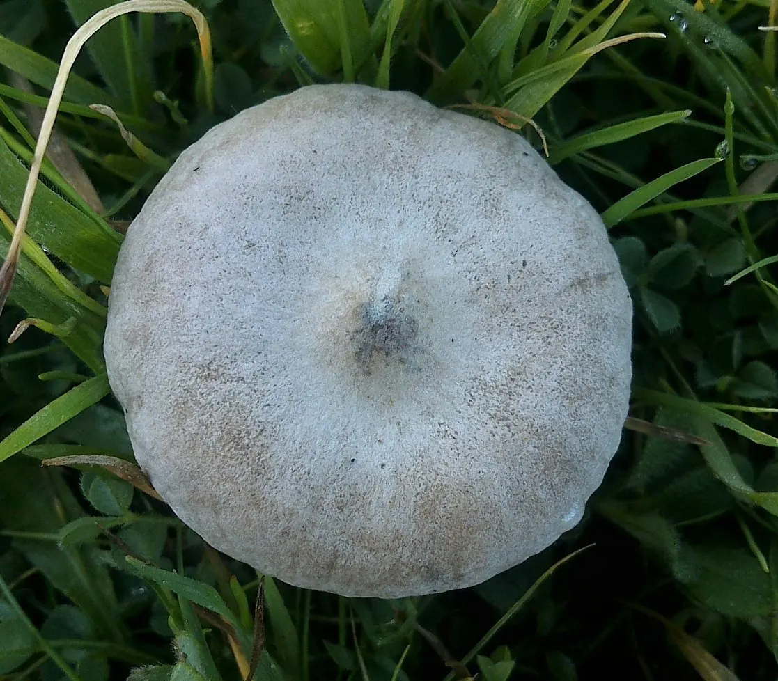 Melanoleuca subpulverulenta (Melanoleuca subpulverulenta) photo and description