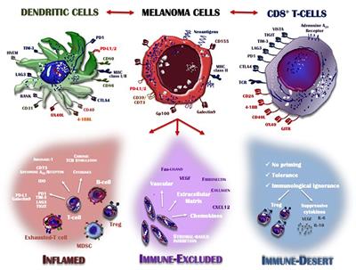 Melanoma fights the immune system