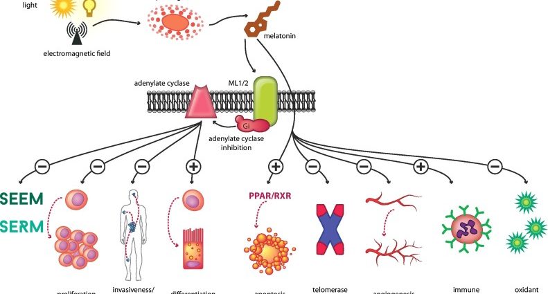 Melatonin may slow the development of breast cancer