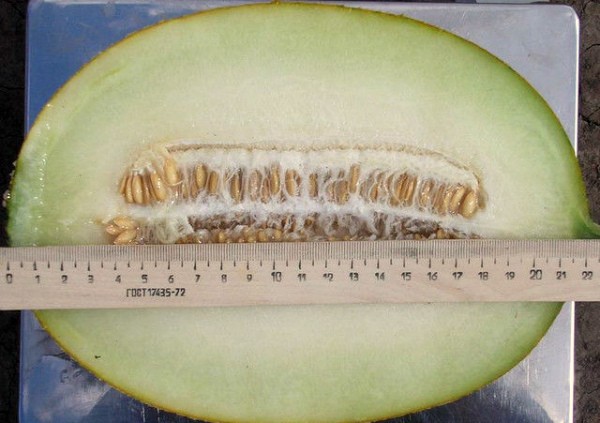 Melon Amal: advantages of the variety and cultivation techniques