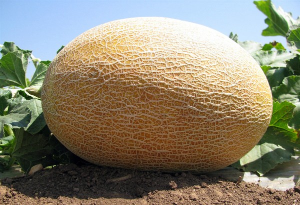 Melon Amal: advantages of the variety and cultivation techniques