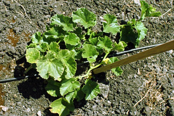 Melon Amal: advantages of the variety and cultivation techniques