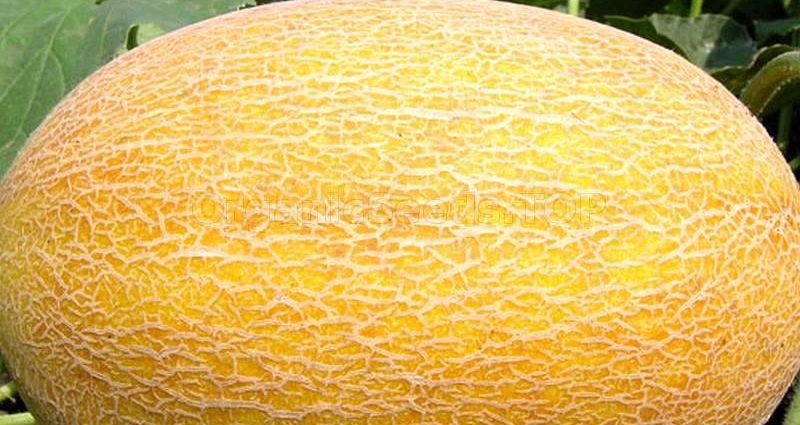 Melon Amal: advantages of the variety and cultivation techniques