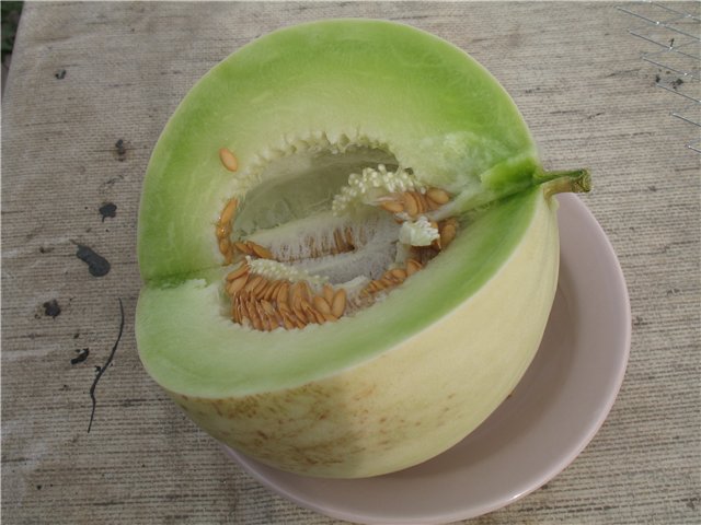 Melon Cantaloupe (musky): photo and description