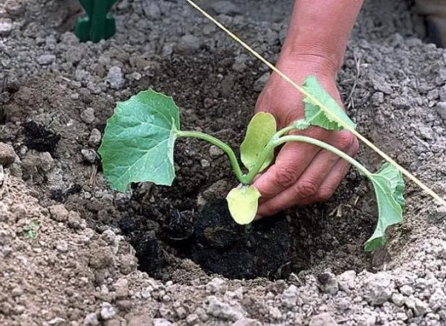Melon Cantaloupe (musky): photo and description