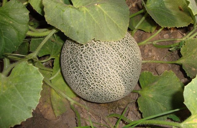 Melon Cantaloupe (musky): photo and description