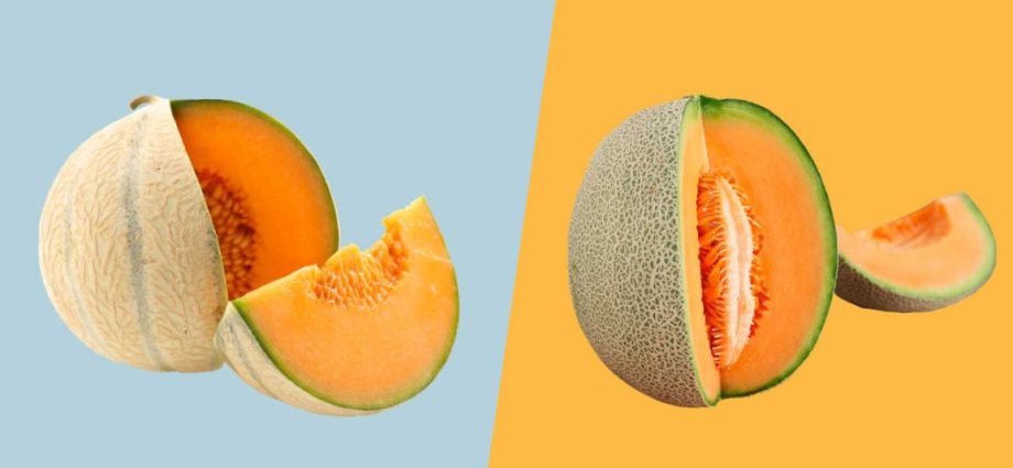 Melon Cantaloupe (musky): photo and description