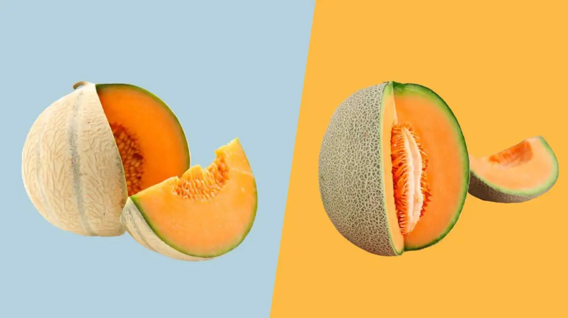 Melon Cantaloupe (musky): photo and description