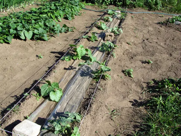 Melon: cultivation and care in the open field in Our Country