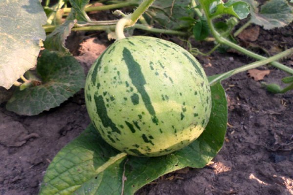 Melon: cultivation and care in the open field in Our Country