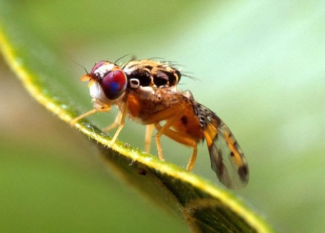 Melon fly: photo, description, methods of struggle