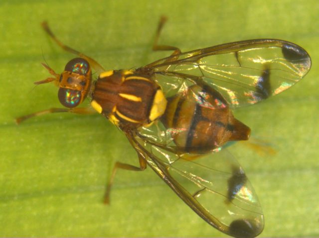 Melon fly: photo, description, methods of struggle