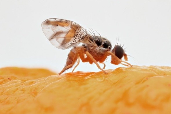 Melon fly: photo, description, methods of struggle