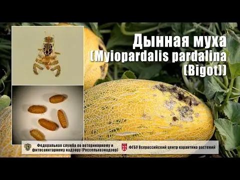 Melon fly: photo, description, methods of struggle