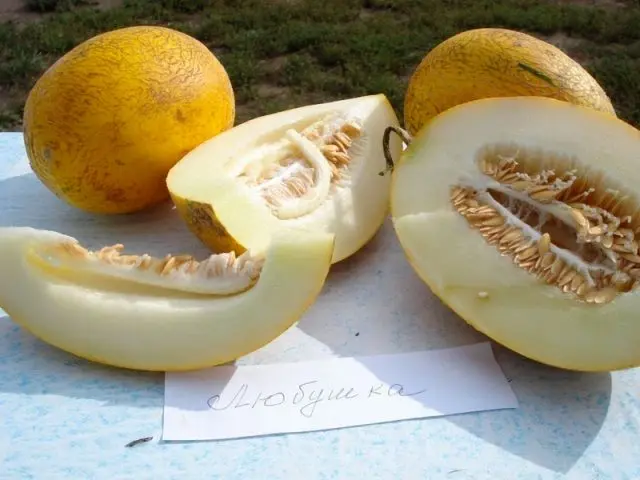 melon for seedlings