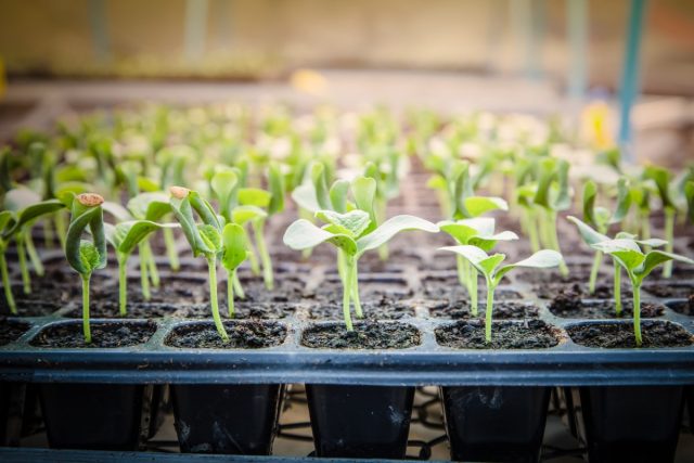 melon for seedlings