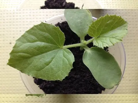 melon for seedlings