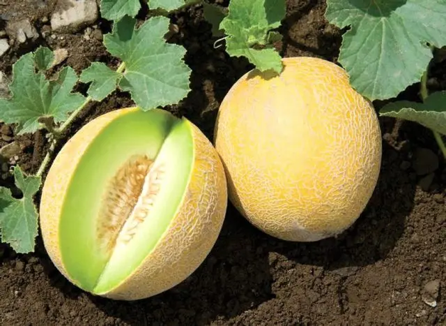 melon for seedlings