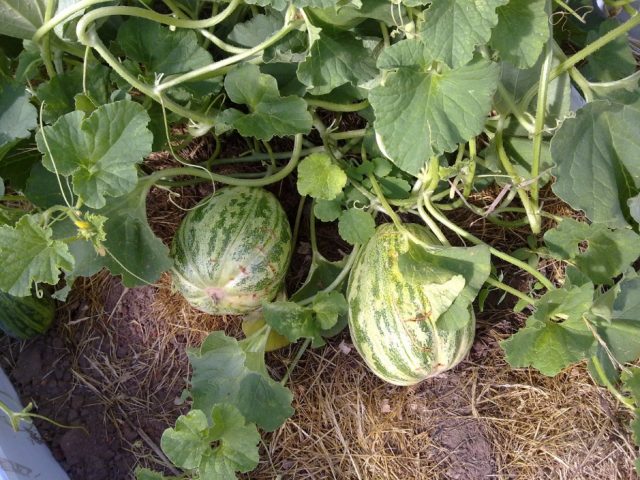 melon for seedlings