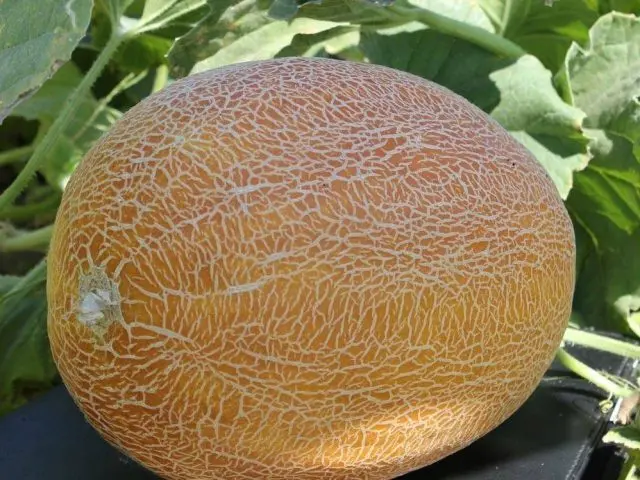 melon for seedlings