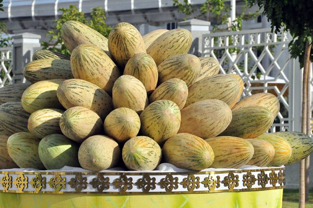 melon for seedlings