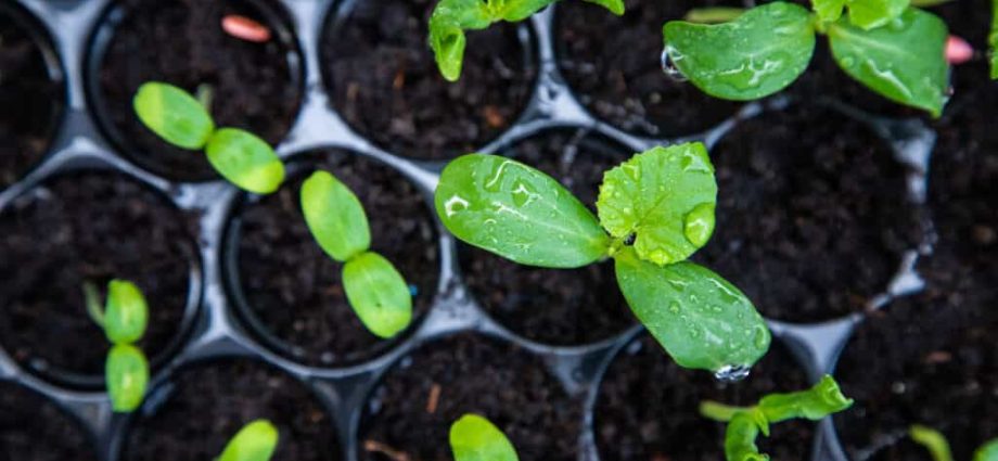 melon for seedlings