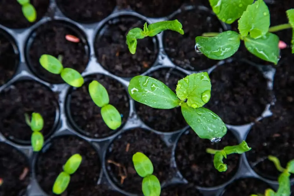 melon for seedlings