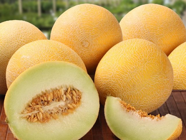 Melon Galia: photo and description